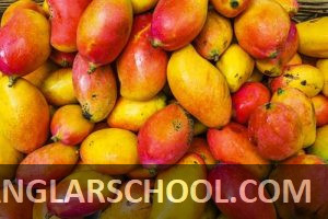 আমের ছবি - banglarschool.com - mango photo (2)