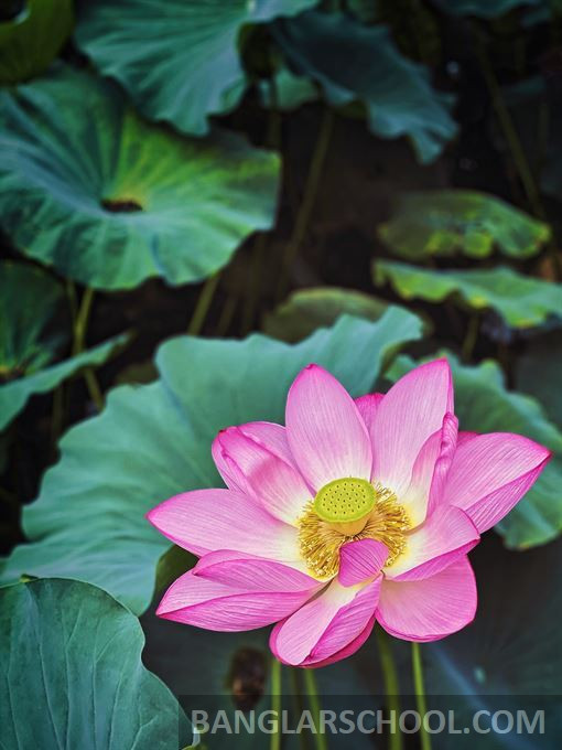 পদ্ম ফুলের ছবি - Lotus Flower Picture (11)